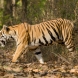 Tiger encounter tour in Nepal